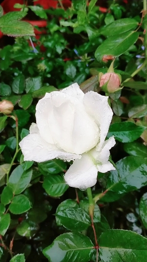 雨中白玫瑰