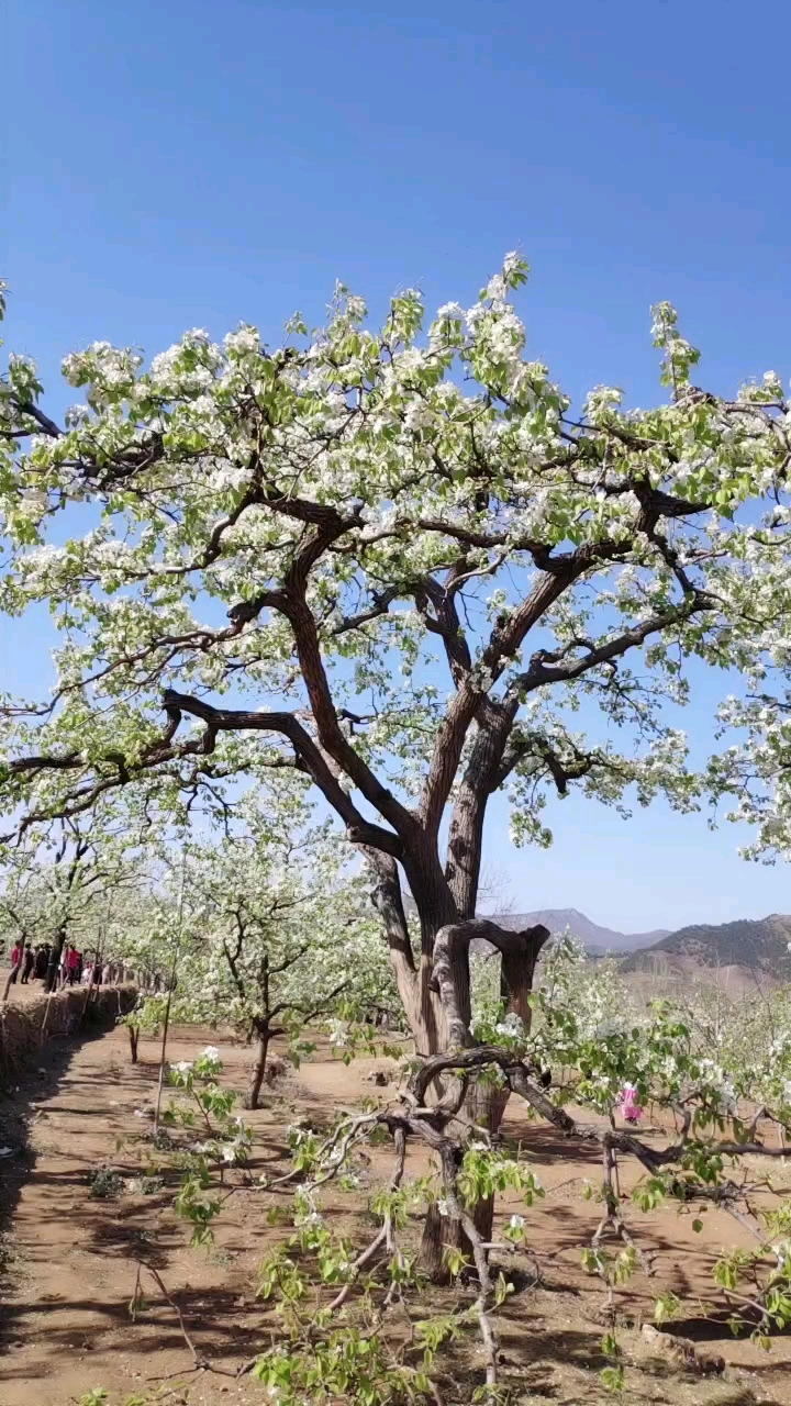 迁西梨花坡图片