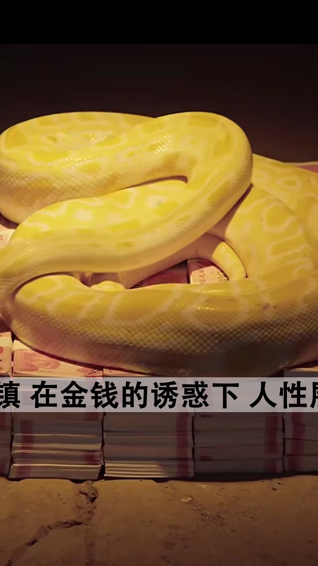 电影迷魂镇   #森林之谜   三人贪赃百万巨款,一错再错,误入歧途!