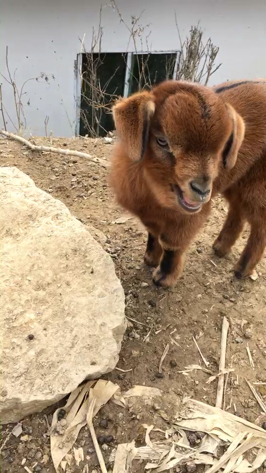 真正的四川巴中南江"黄羊",长的可爱不?有喜欢的吗?