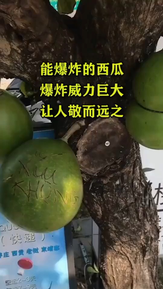 能爆炸的西瓜爆炸威力巨大让人敬而远之