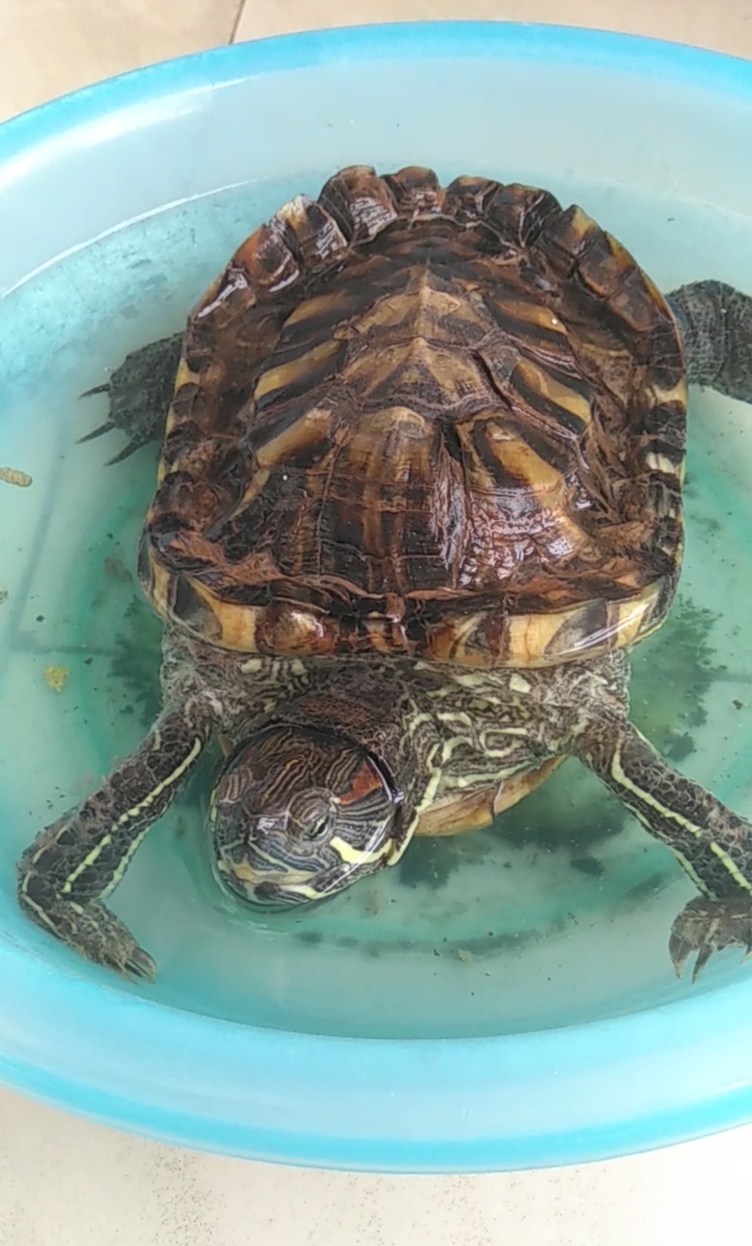 家养宠物#养了4年多的龟龟,每天饿了就会爬到我身边转来转去.