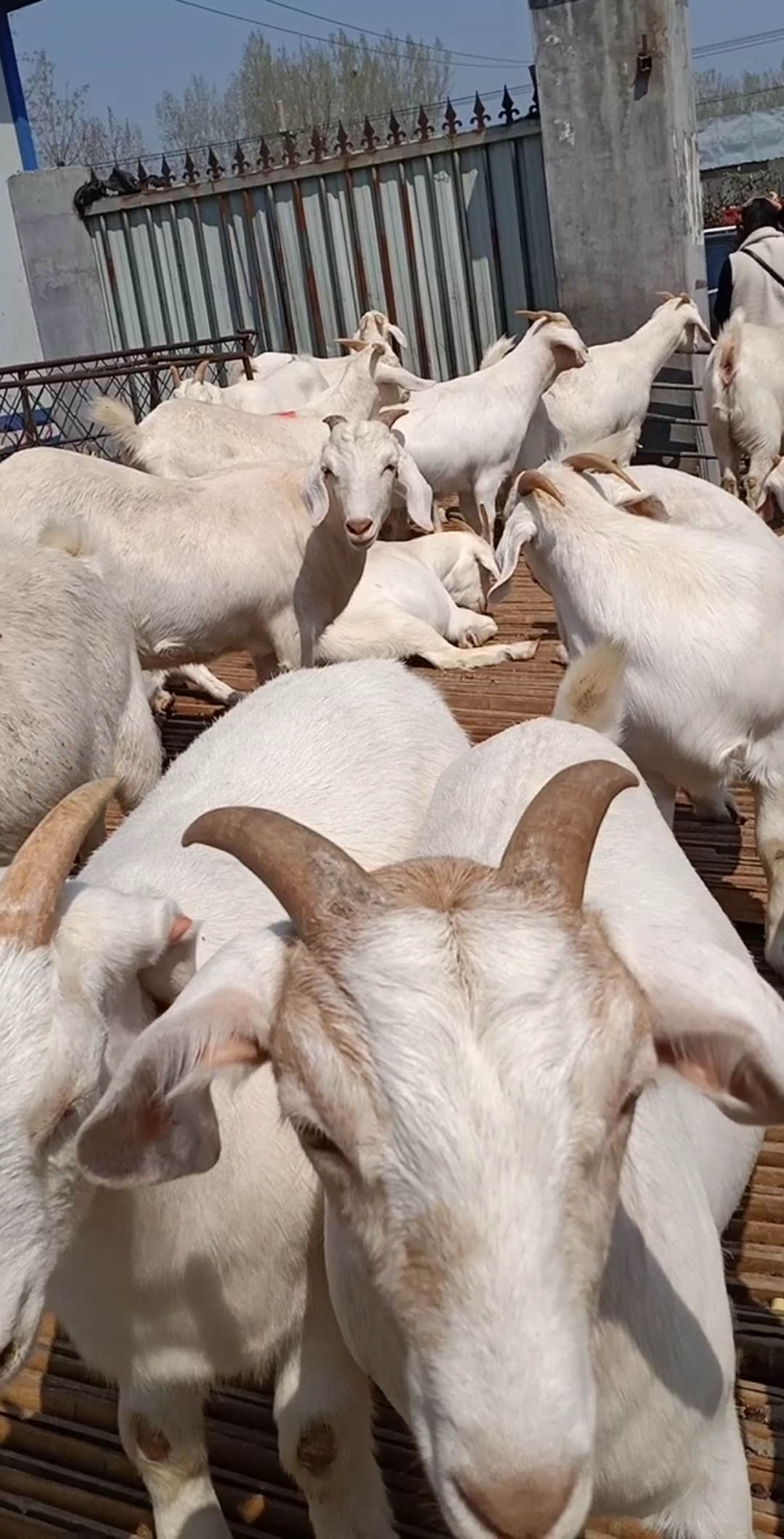 农村养羊人#美国白山羊,适合农村创业的好项目.