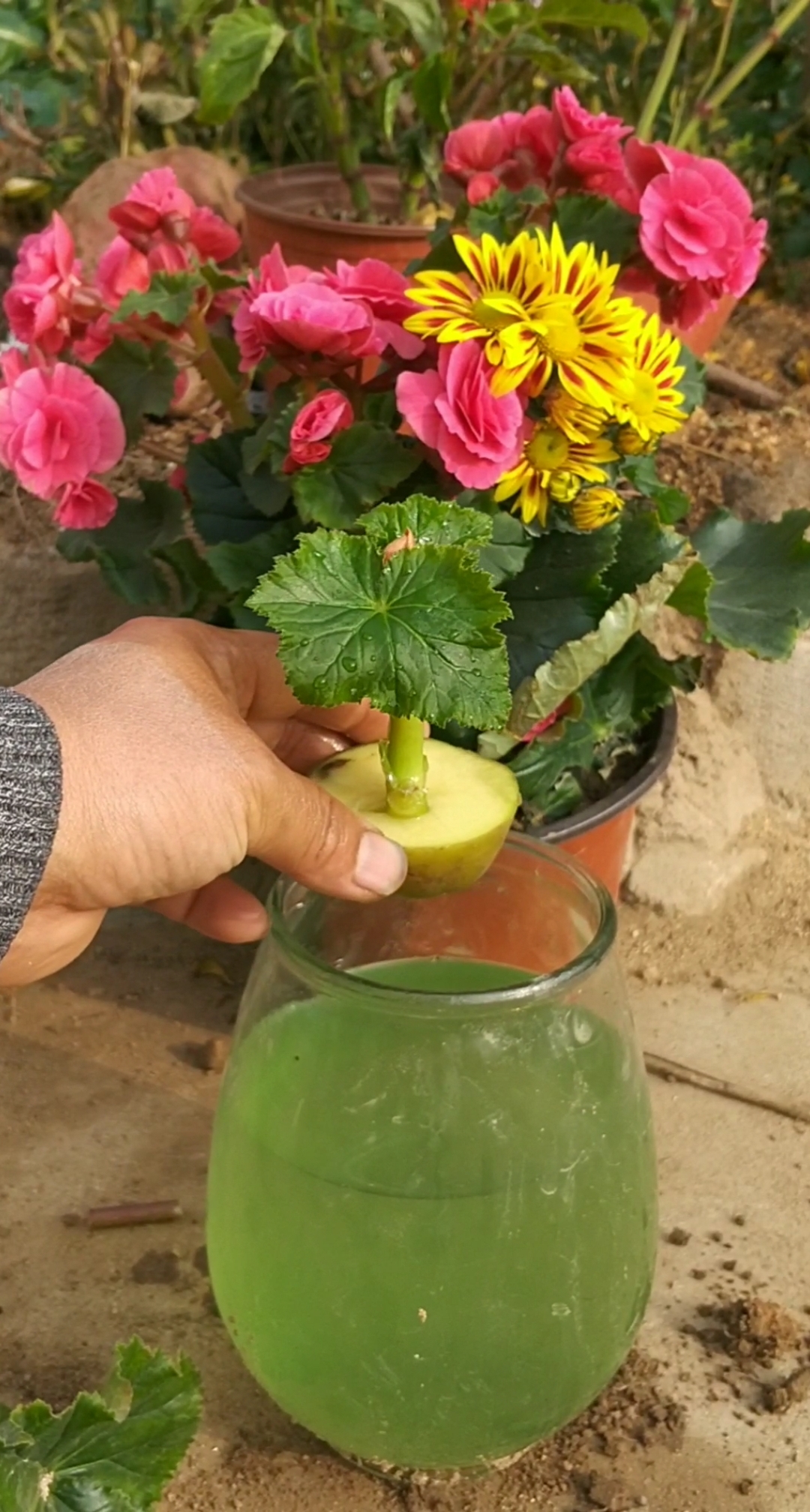 劳动最光荣#扦插玻璃海棠最新技术,嫁接后花期四季常开