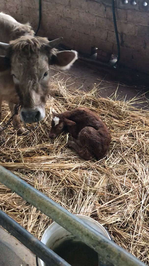 初生牛犊不怕虎