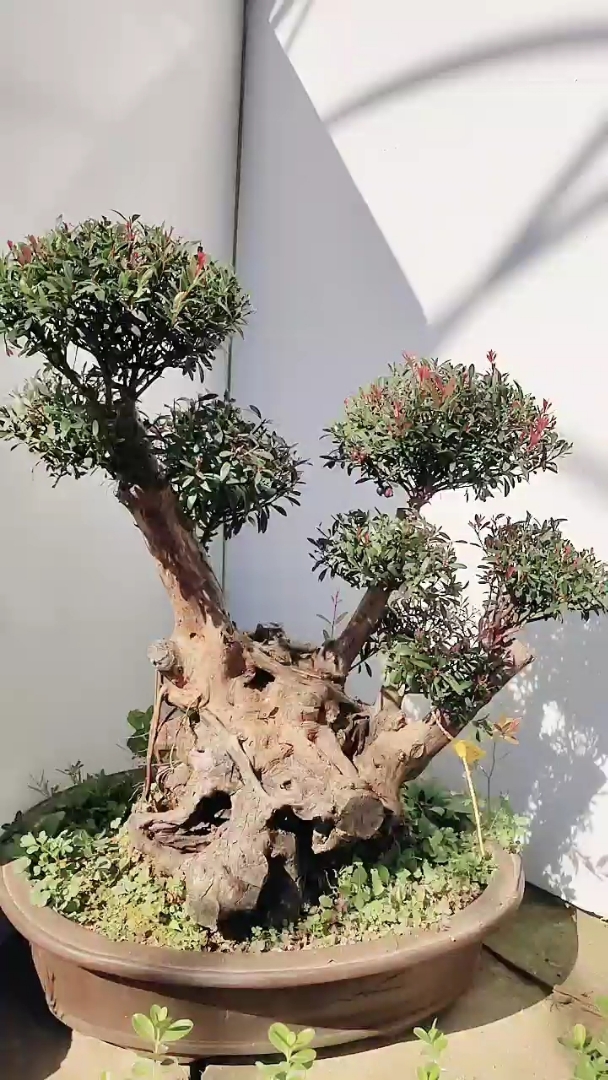 谁是段子王#小叶赤楠盆景老桩