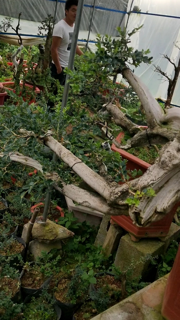 小叶黄杨价值五千万