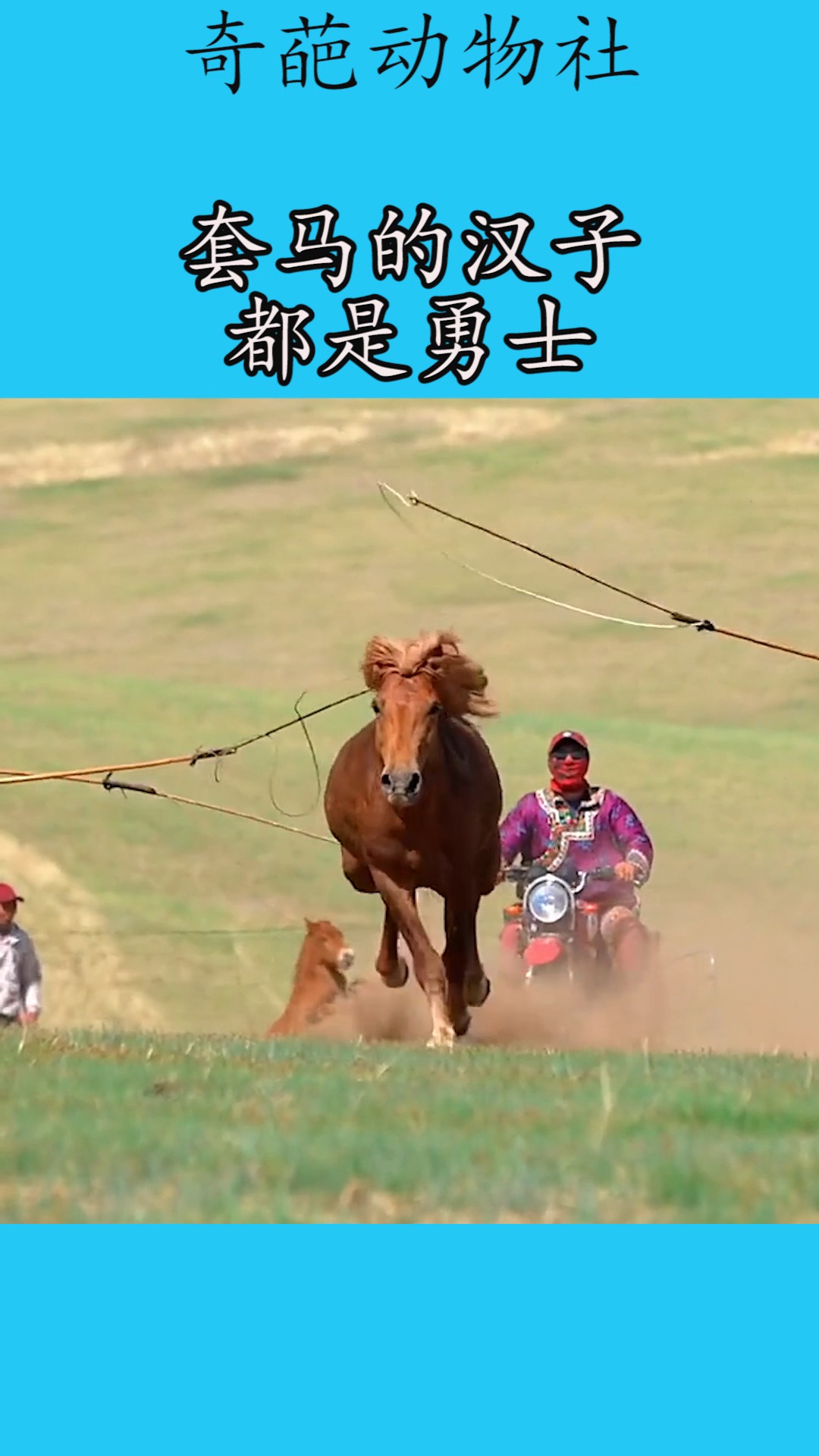 我要上热门#套马的汉子都是勇士