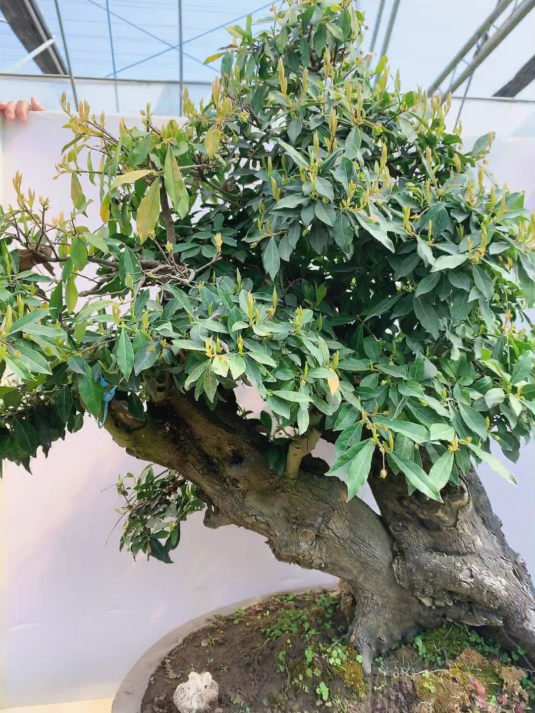 我要上热门#双杆大型金弹子