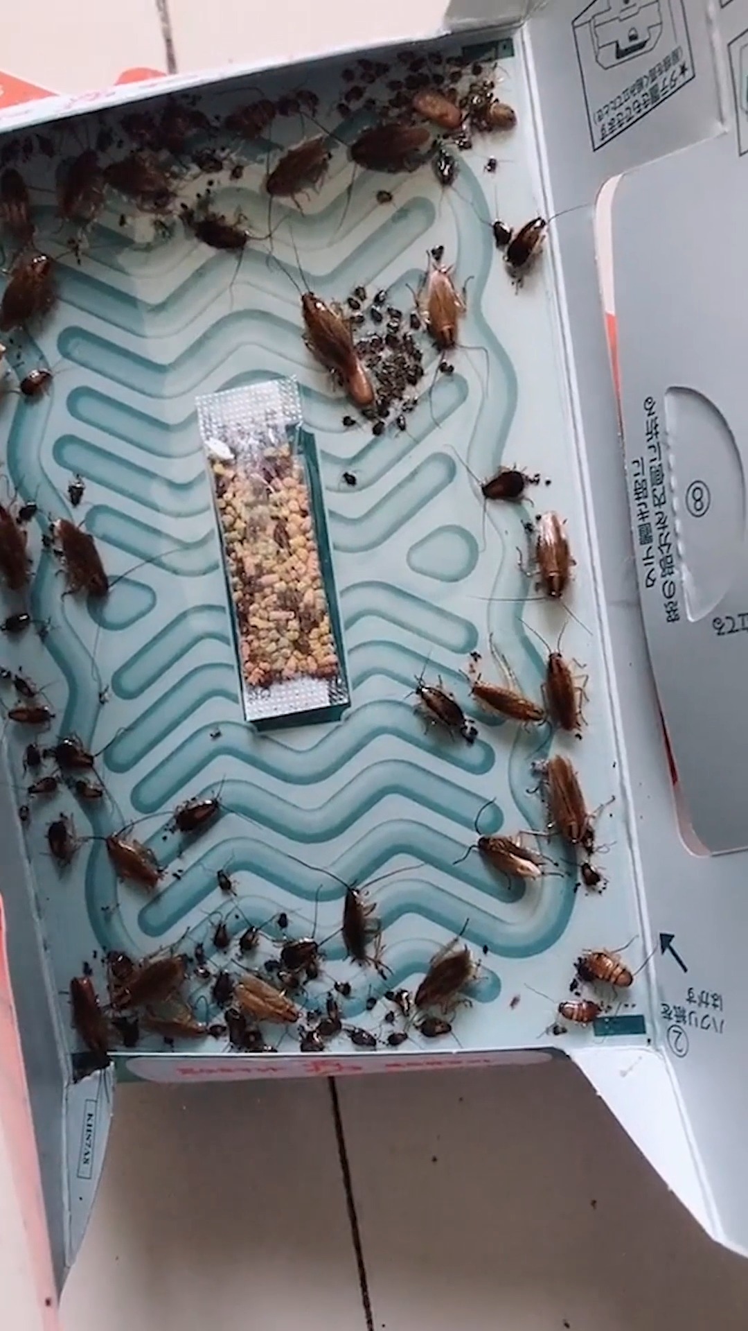 这个蟑螂屋,效果太强了.密集恐惧症的慎点