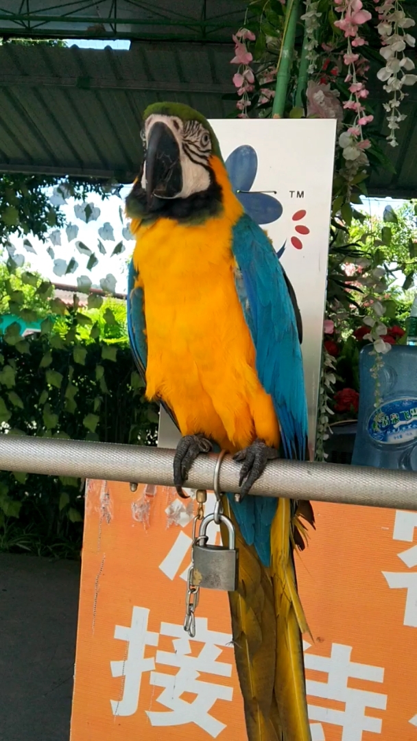 鹦鹉开始跳舞