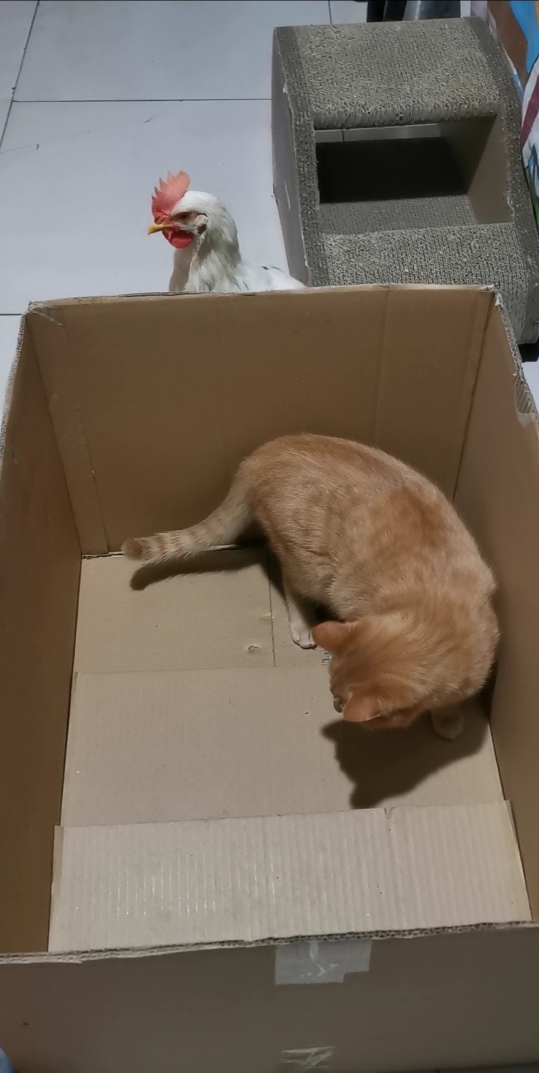 猫妹在纸箱子里玩,这给小公鸡急得,忘记你有翅膀可以飞进去了么?