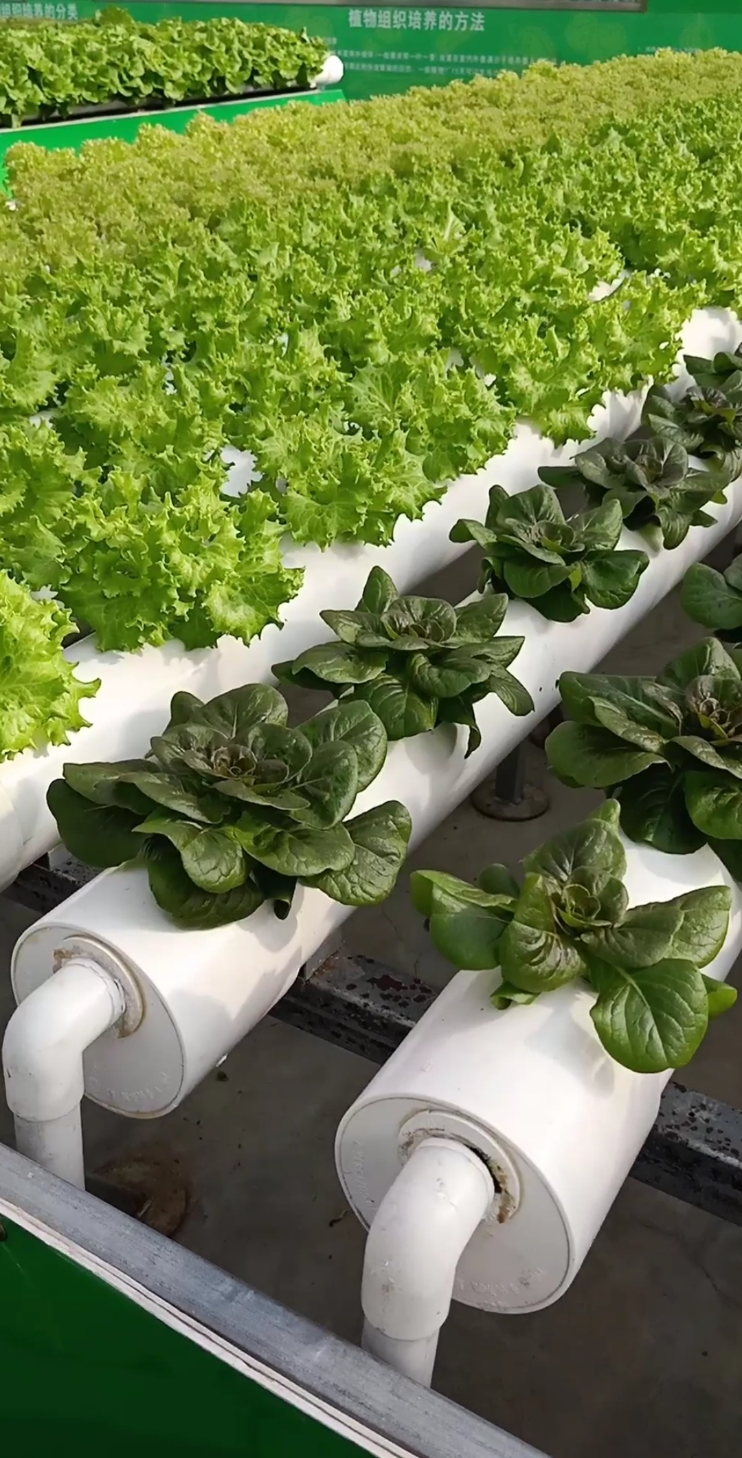 最潮劳动者#管道式蔬菜种植技术,一般人不懂,学会早发财了,你怎么看?