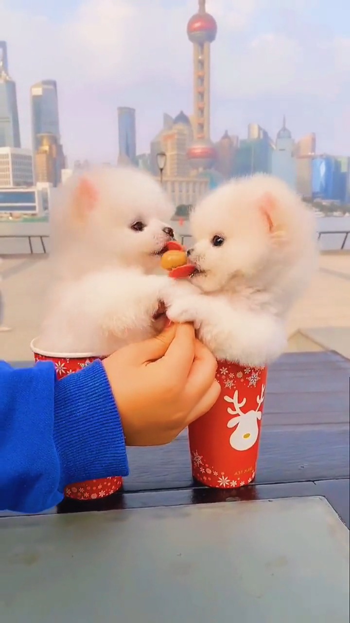 茶杯犬1元一只图片