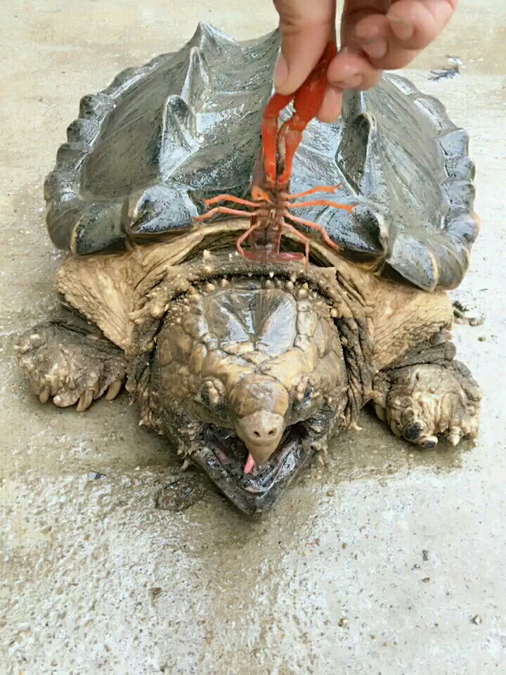 吃龙虾的大鳄龟