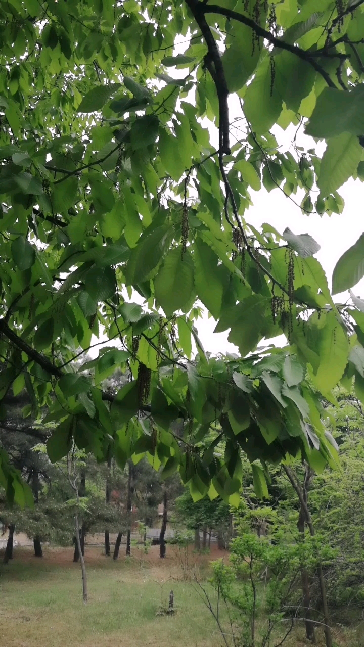 锐齿槲栎,枝条上挂着的项链你看见了吗?