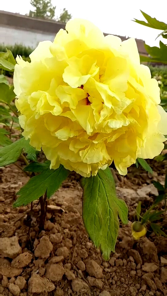 黄牡丹,金晃 海黄