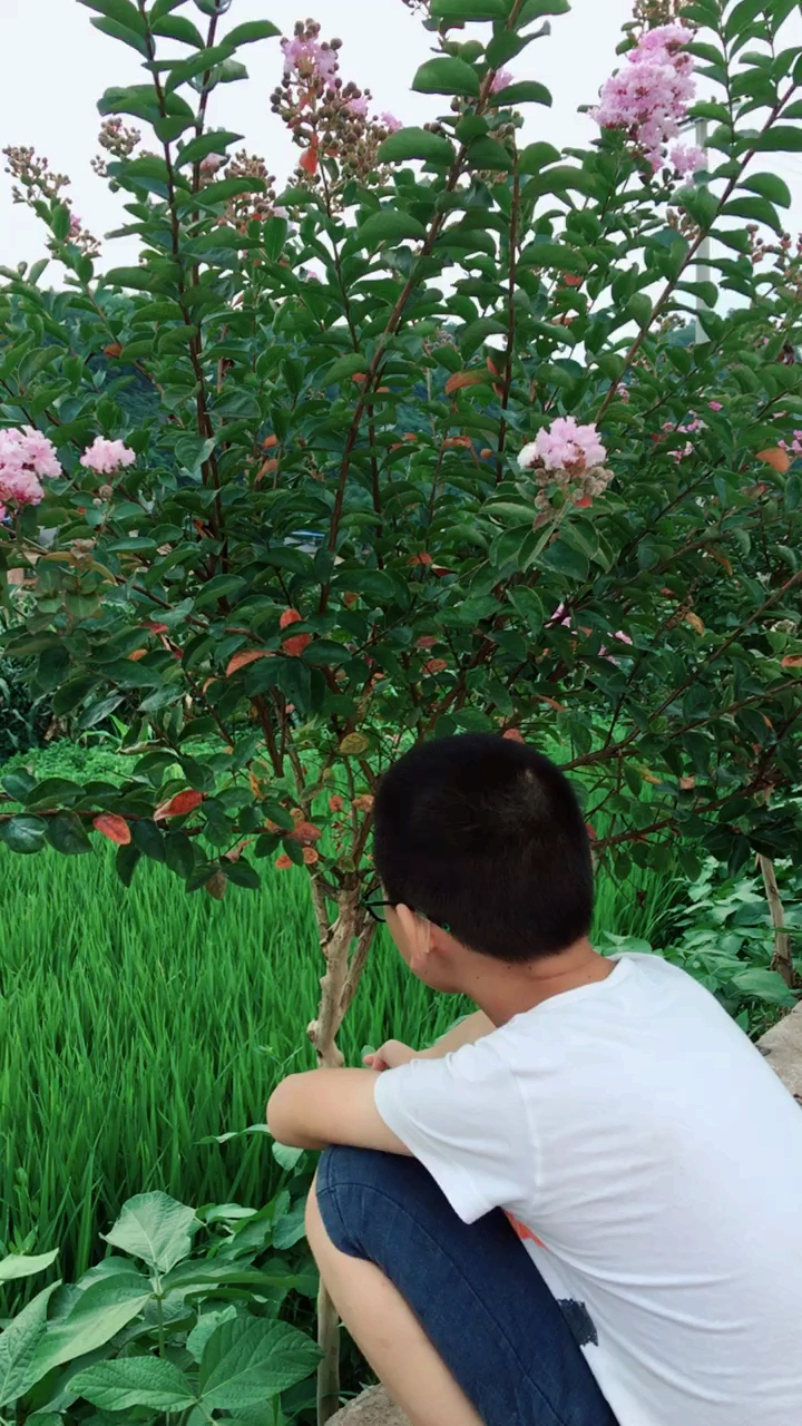 夏日旅行目的地#话说这个叫抠痒树,挠它痒痒它就会全身抖动,好神奇有