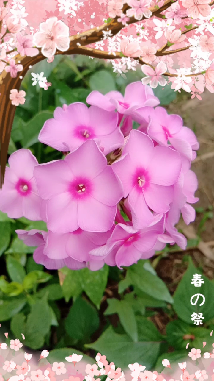 娇艳妩媚的小天蓝绣球花!