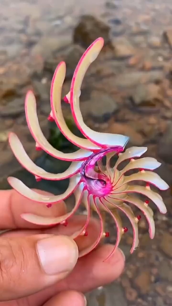 赶海海边赶海抓海鲜,发现了一只爱情玫瑰螺