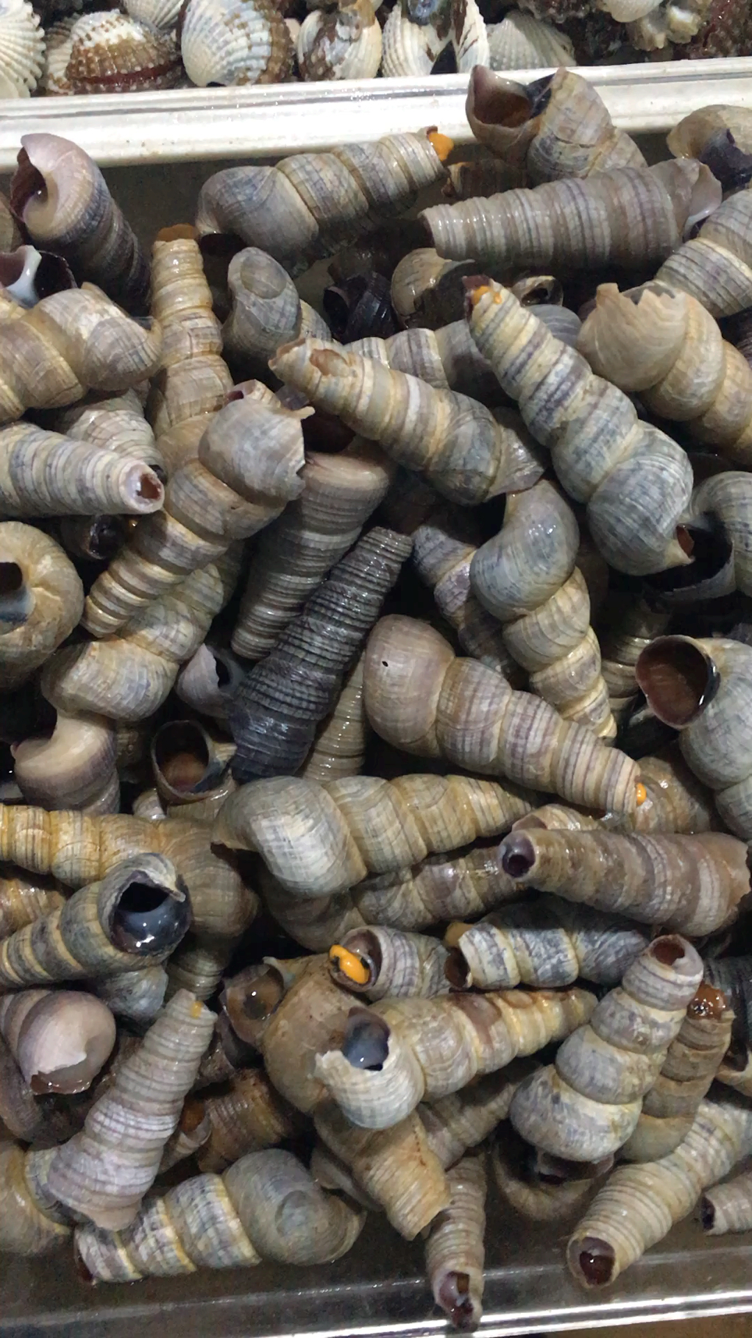 夏天就要这么过#我们这边的沙丁螺,下锅之前被敲掉了屁股