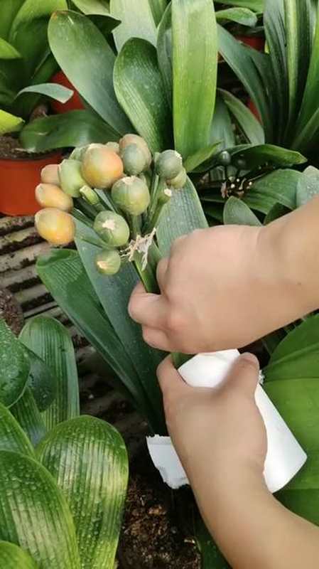 君子兰君子兰养殖养花