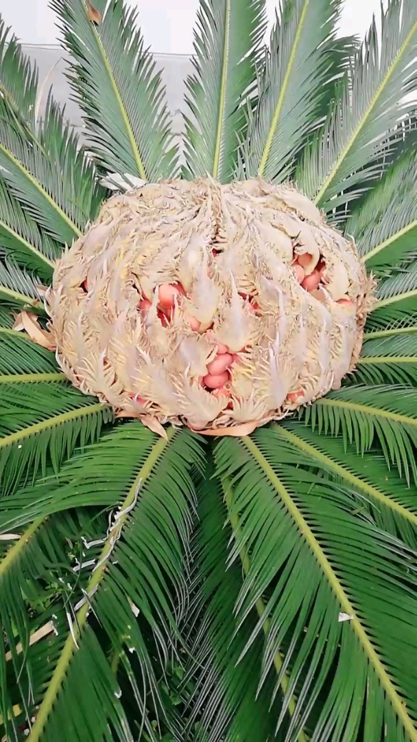 铁树开花富贵荣华