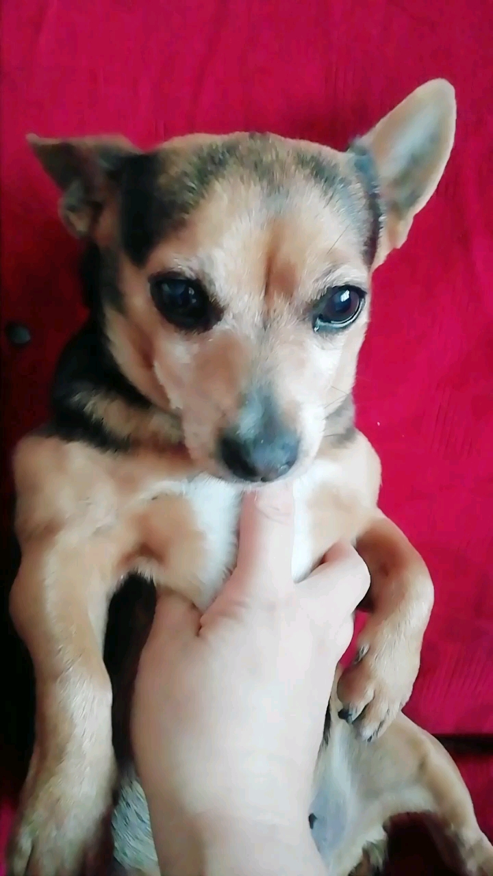 我家的宠物狗成精了