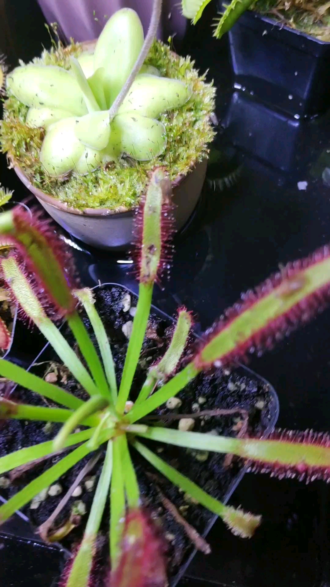 可爱到爆了#怡舍草堂食虫植物茅膏菜是这样抓虫子的,没见过吧.