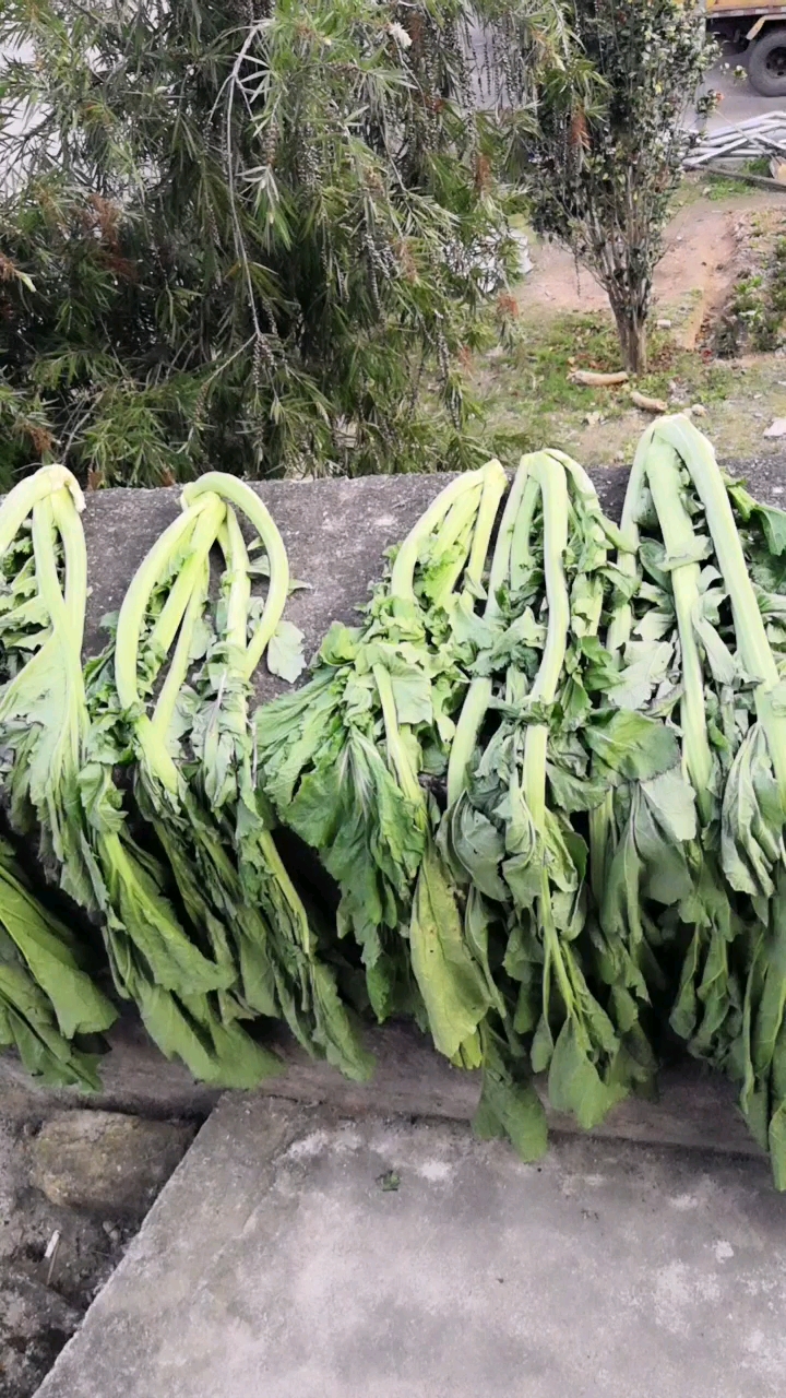 好天气,连菜也要晒晒太阳