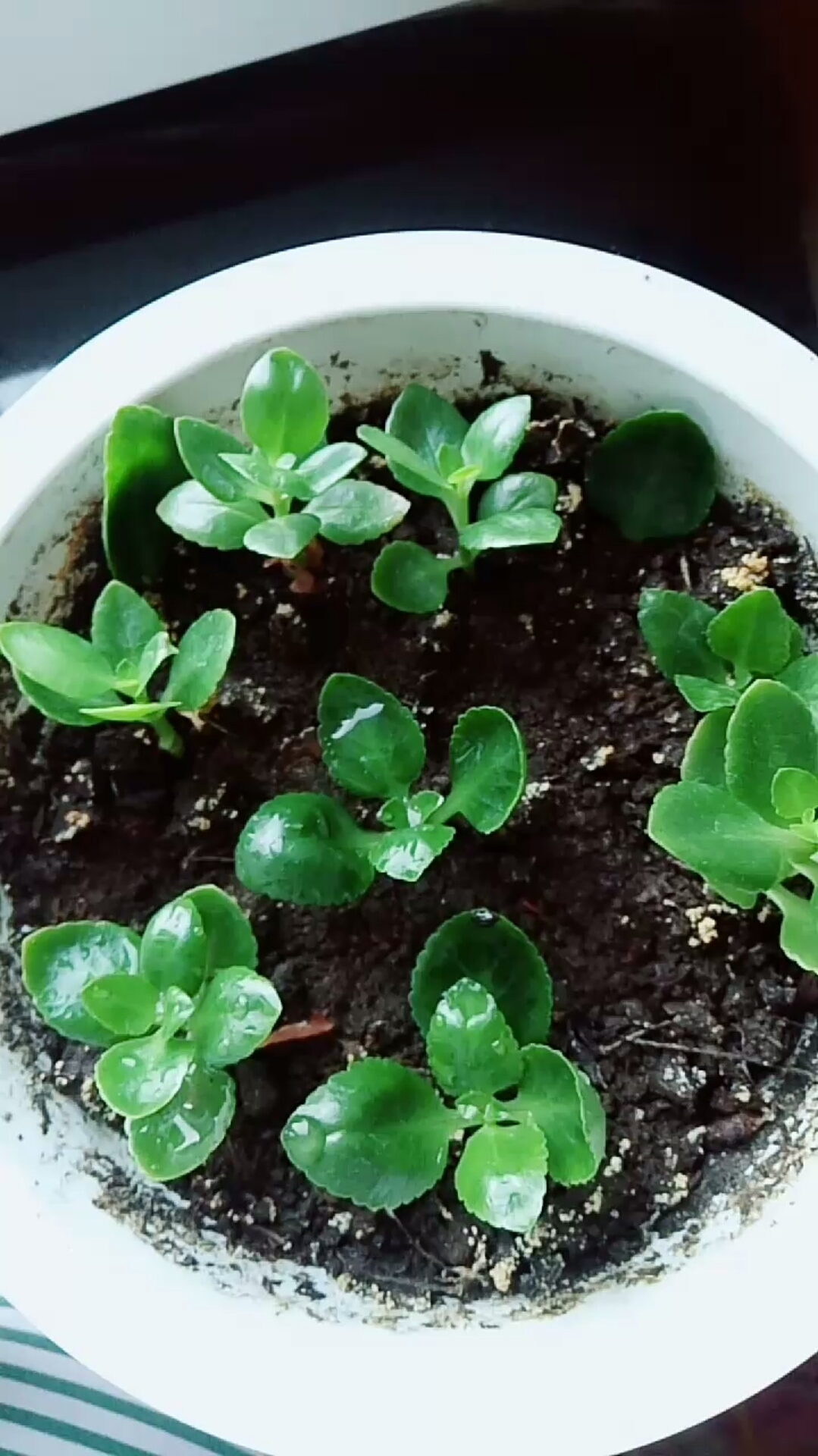 新培育的长寿花
