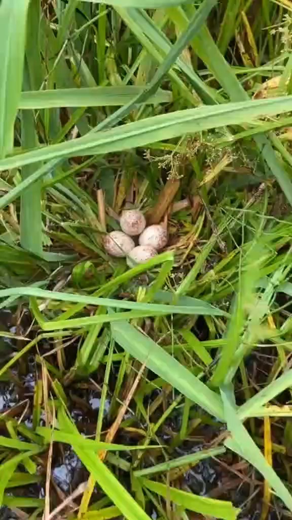 爆网吃鳝鱼,不爆网吃蛋炒饭,,白面水鸡你自己看着办!