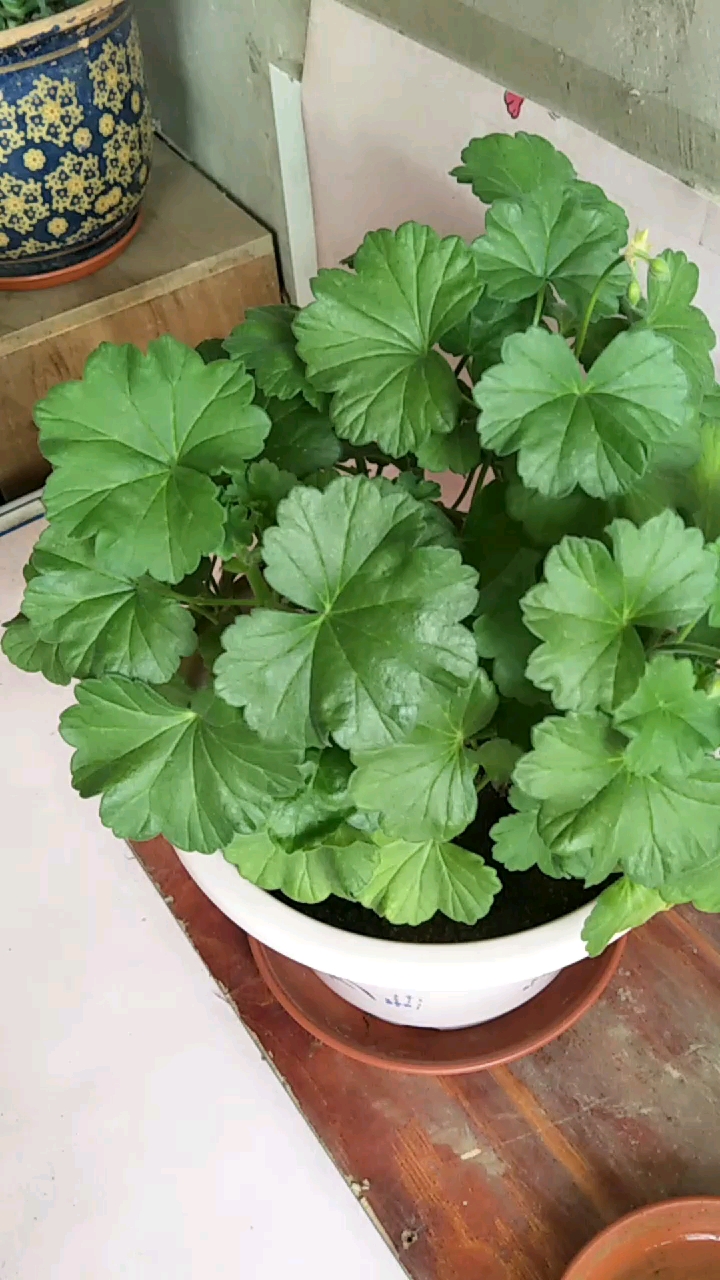 翠绿的天竺葵,静待花开