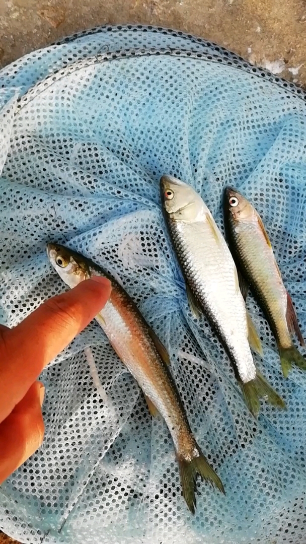 各种小鱼.看看你认识几个?