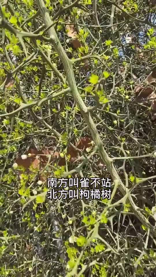 好用的篱笆墙枸橘树也叫雀不沾