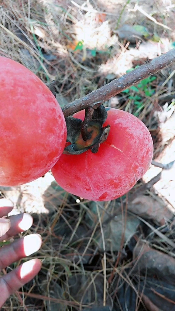 自然熟透的柿子最好吃!