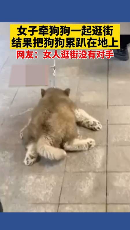 狗狗#女子牵狗逛街,狗狗累趴下