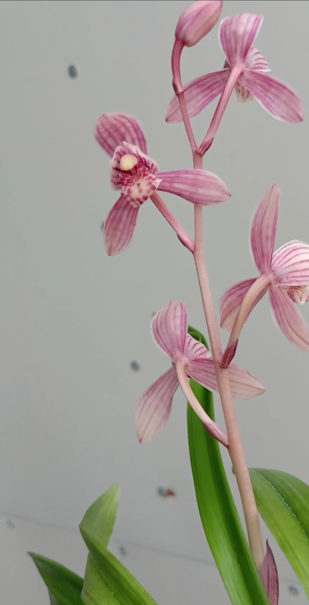 东方红荷建兰荷瓣粉荷