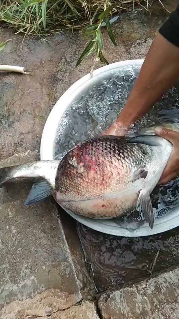 这鱼是咋了啊这么大的肚子,我实在是看不明白!