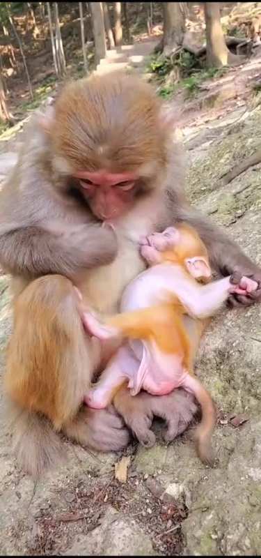 猴子妈妈喂小猴子吃奶图片