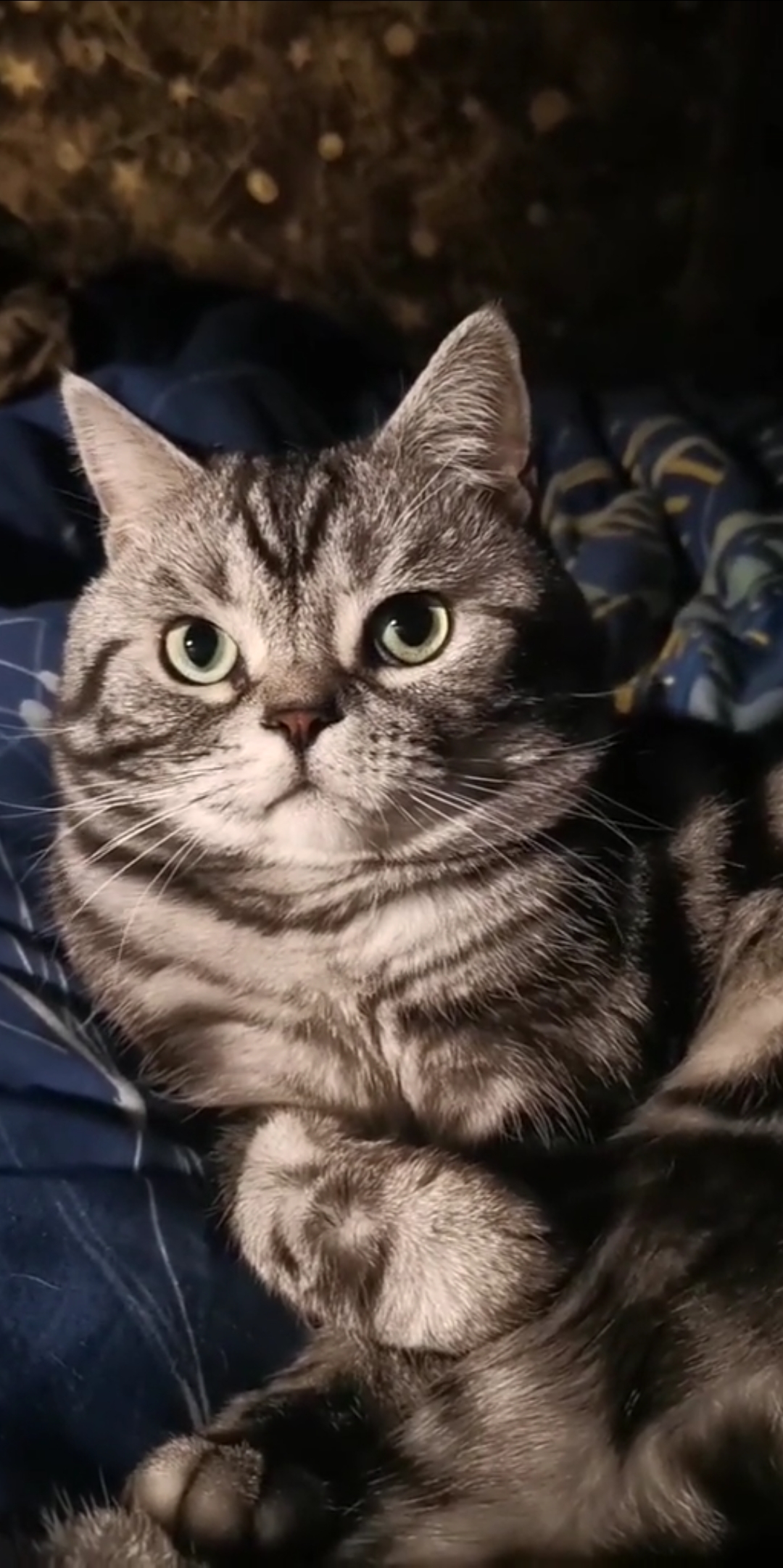 猫#晚上可真精神啊,眼睛瞪的像铜铃