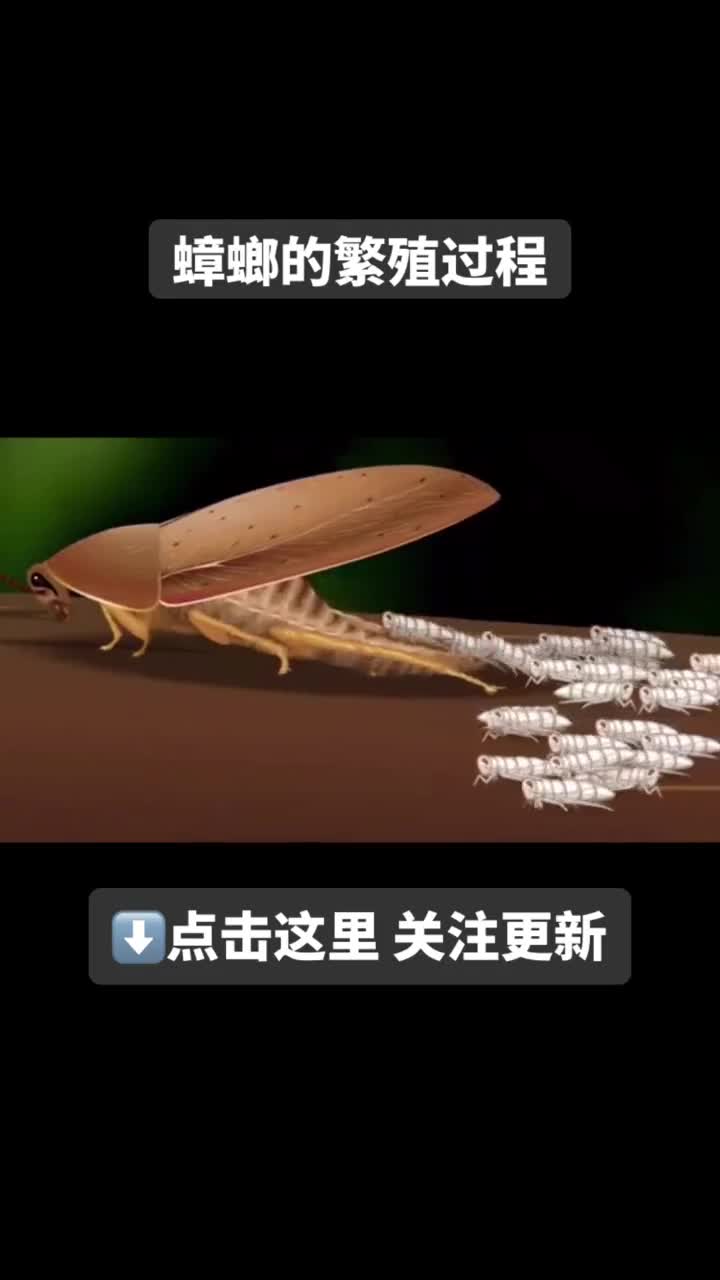 蟑螂的生长过程图片