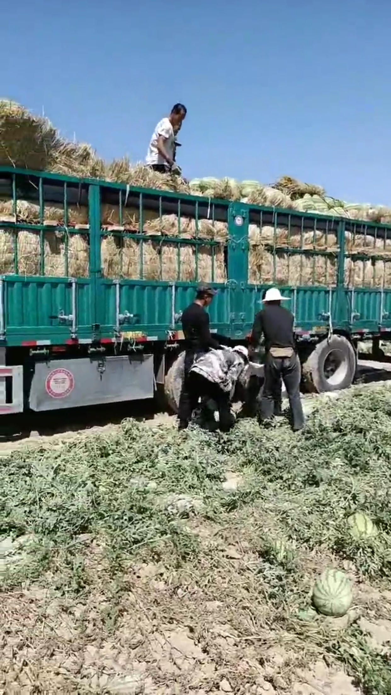 农民把西瓜装车,个个都是高手,玩的跟搬砖一样!