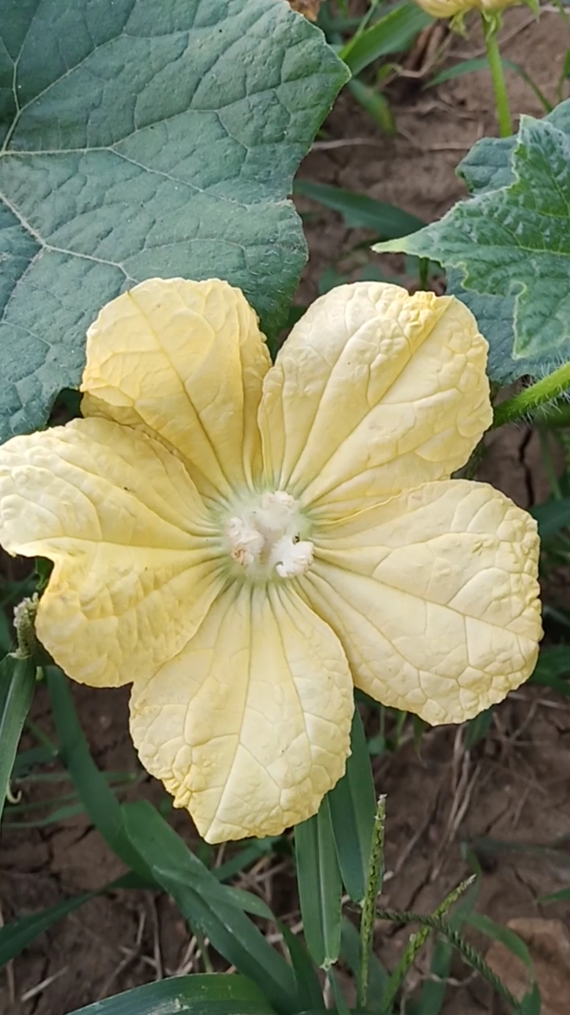 我的小花园#大花儿朵朵