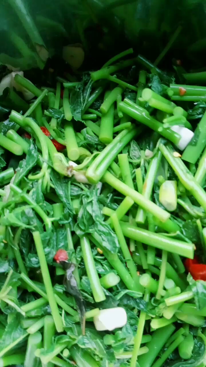 刺果棒山野菜有吃过的吗,学名叫啥你知道吗?