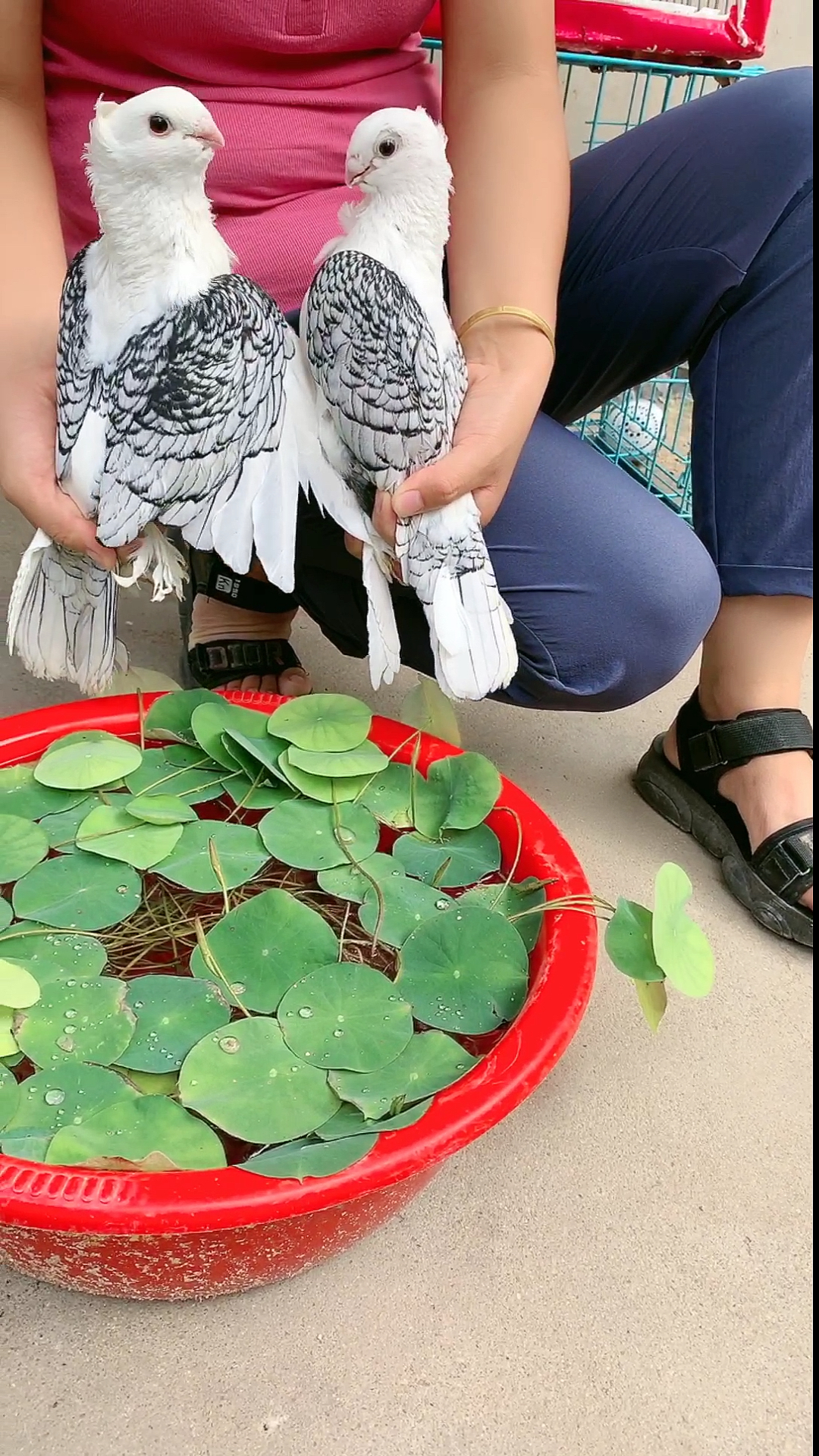 漂亮的淑女鴿白菜嫁沒人要放生太可惜