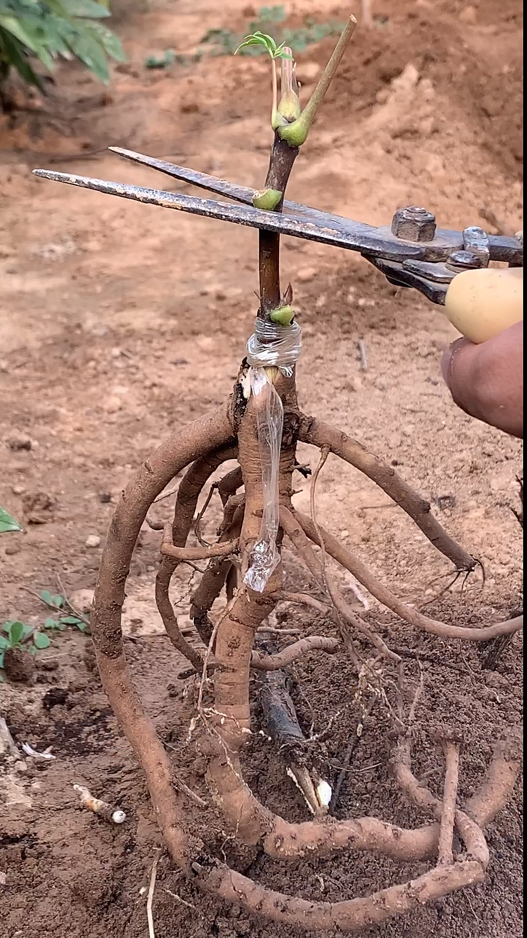 嫁接技术#牡丹嫁接技术