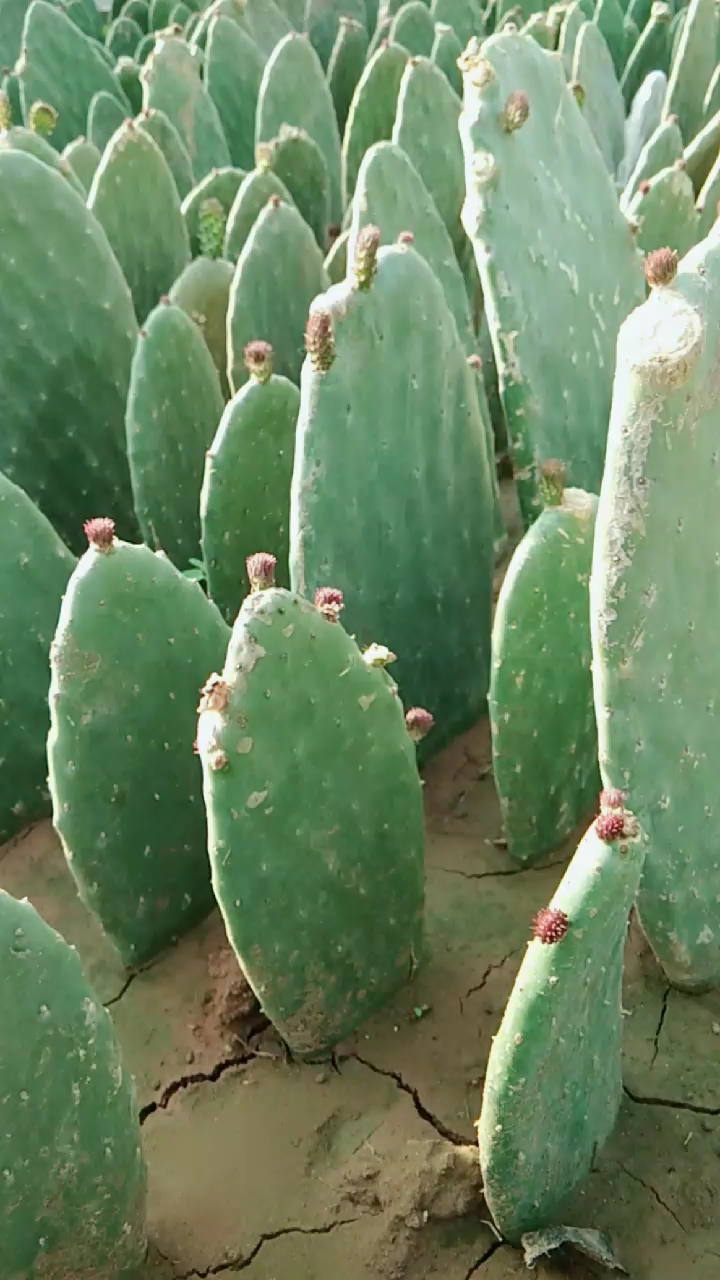 如何扦插米邦塔仙人掌