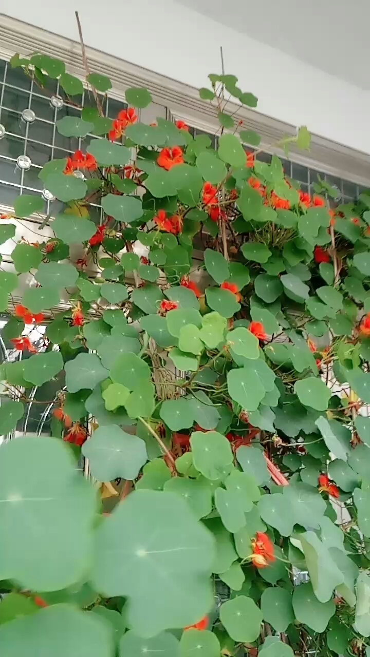 这棵花叫汉莲,冬天开的花也如此娇艳