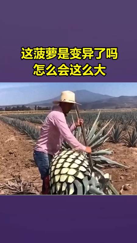 搞笑段子#这菠萝是变异了吗?怎么会饷么大!